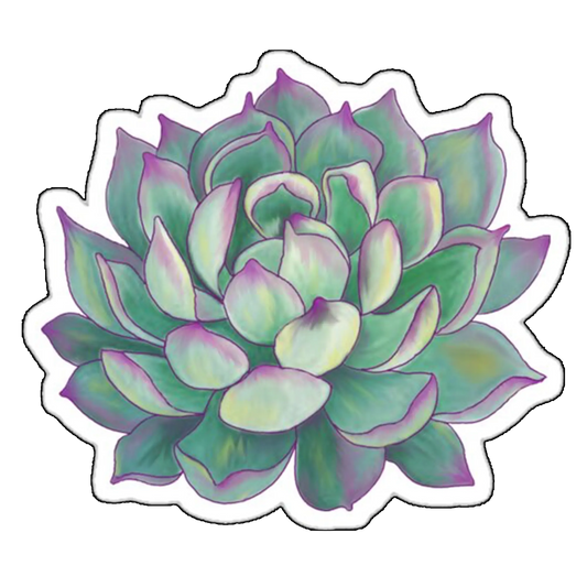 Sticker Planta Suculenta